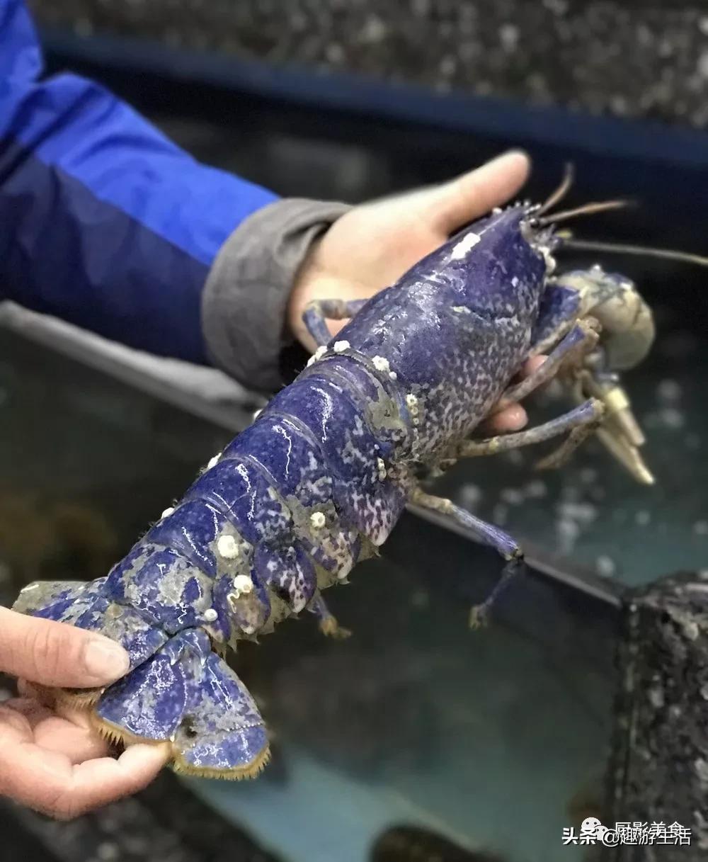 世界上的各种龙虾,世界上最大龙虾