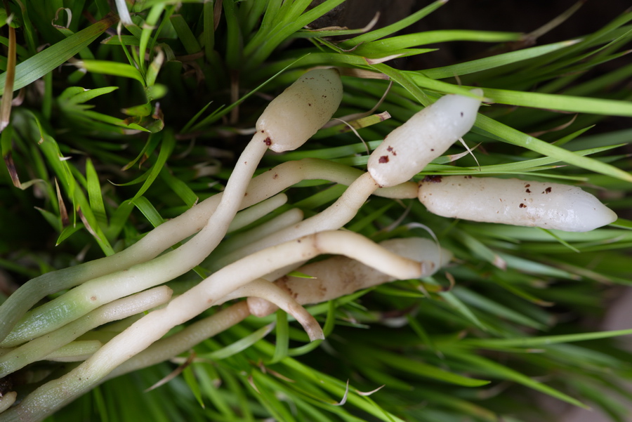兰花植料里的白丝丝是兰菌吗？有害还是有益？