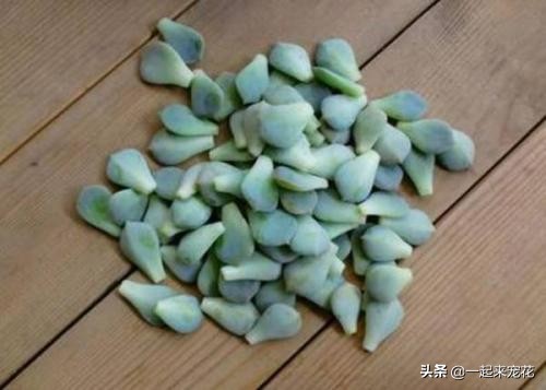 从多肉上取下来的小苗该怎么做,多肉摘下来的叶片怎样繁殖