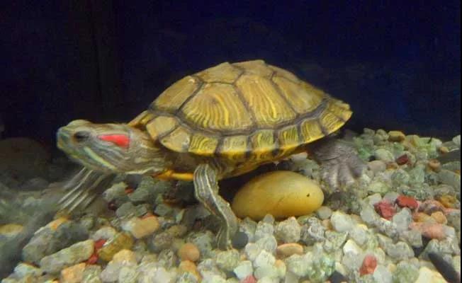 养殖乌龟怎么防止疾病,乌龟身上有疾病如何治疗