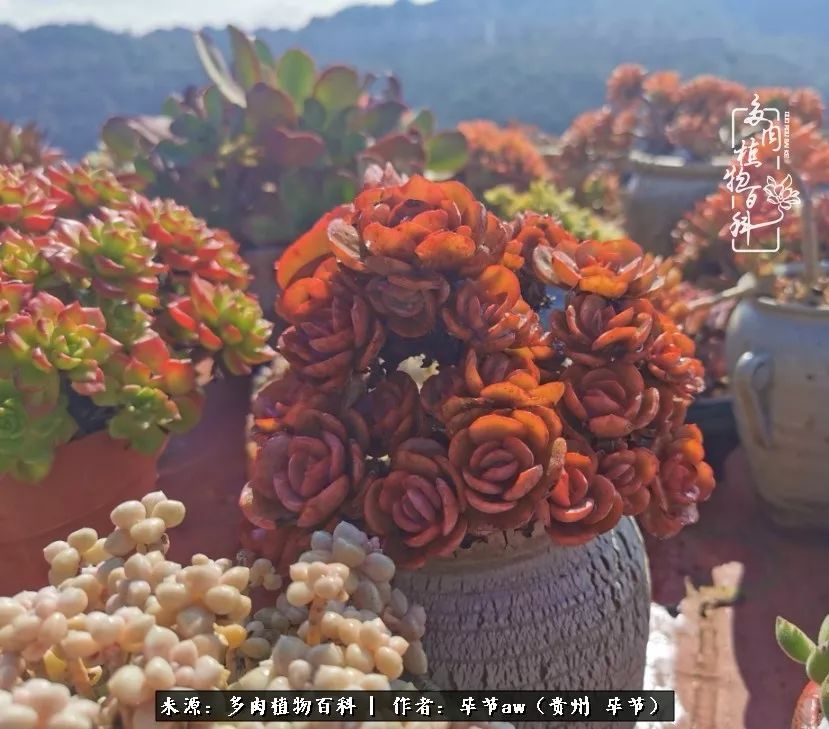 有多少次的会心一笑，全因多肉！那是一种心间流出的甜