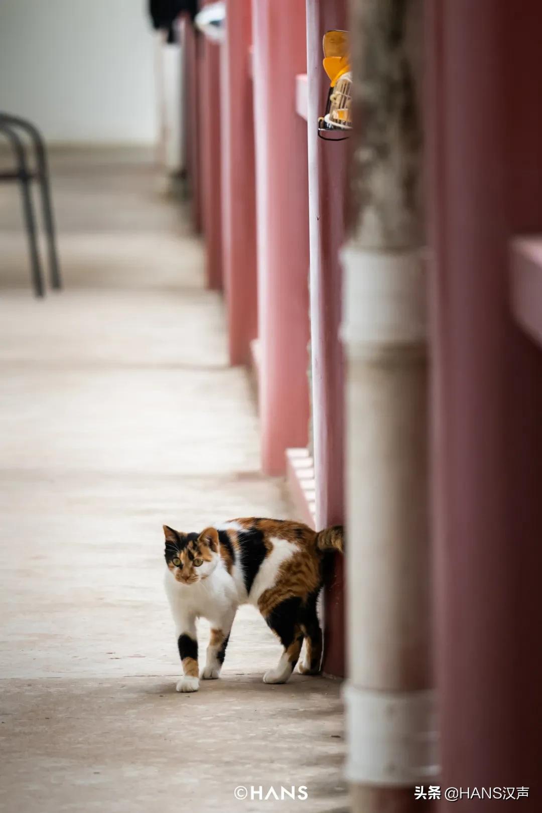 抖音网红为什么出家,灵泉寺武汉短期出家