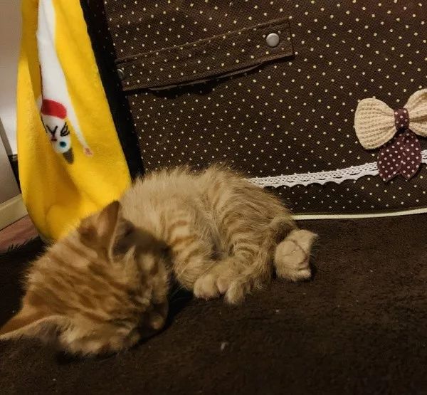 新手铲屎官怎么养猫,新手铲屎官养猫知识