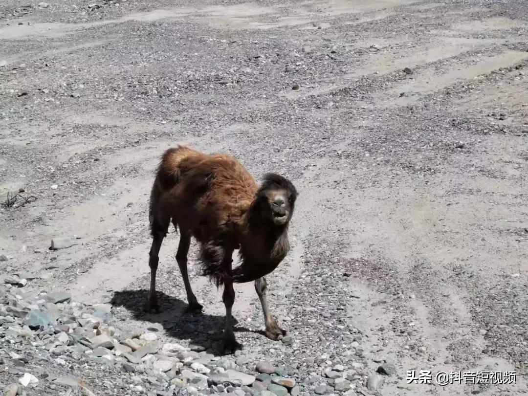 这对神仙眷侣，率300万抖音粉丝“云冒险”，获5000万网友点赞