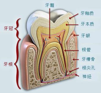 牙槽骨吸收严重怎么办？为什么会出现牙槽骨吸收？