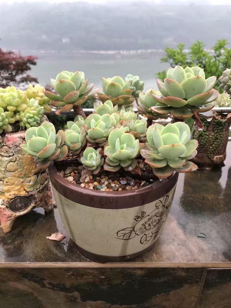 适合天台露台养的多肉,天台养多肉