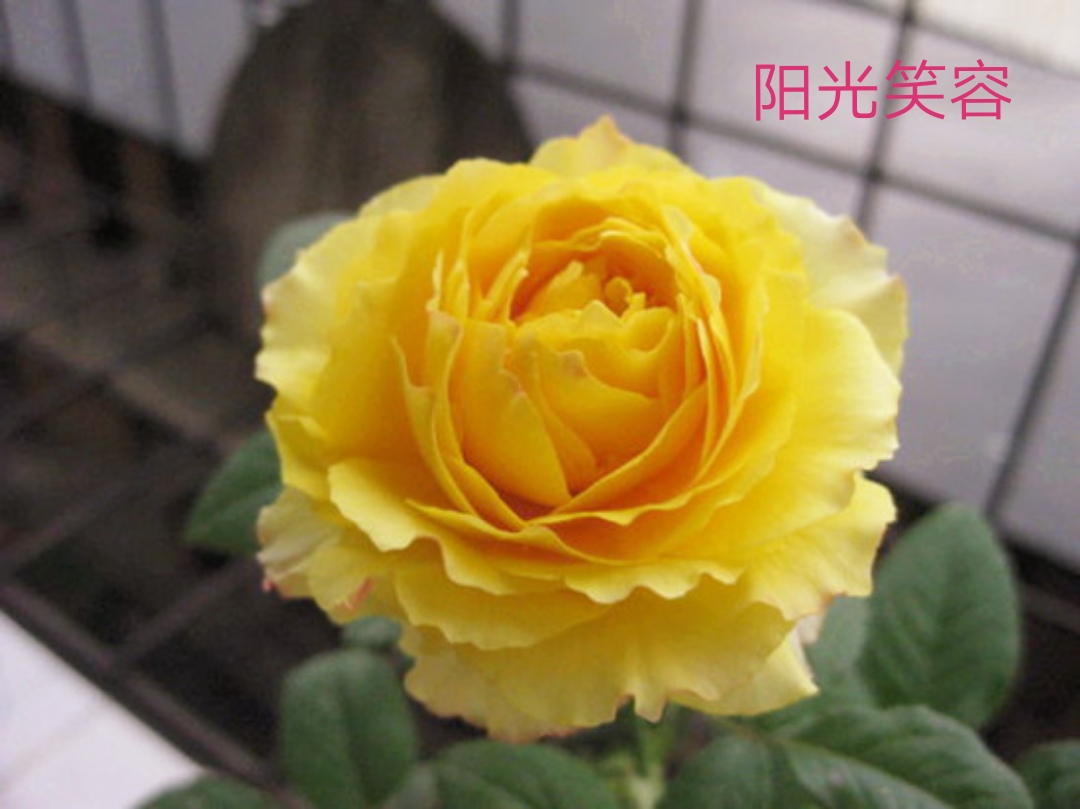 切花火焰月季的优缺点,常见切花月季一览