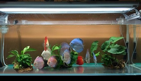 怎么养七彩神仙鱼苗子,如何养好七彩神仙鱼