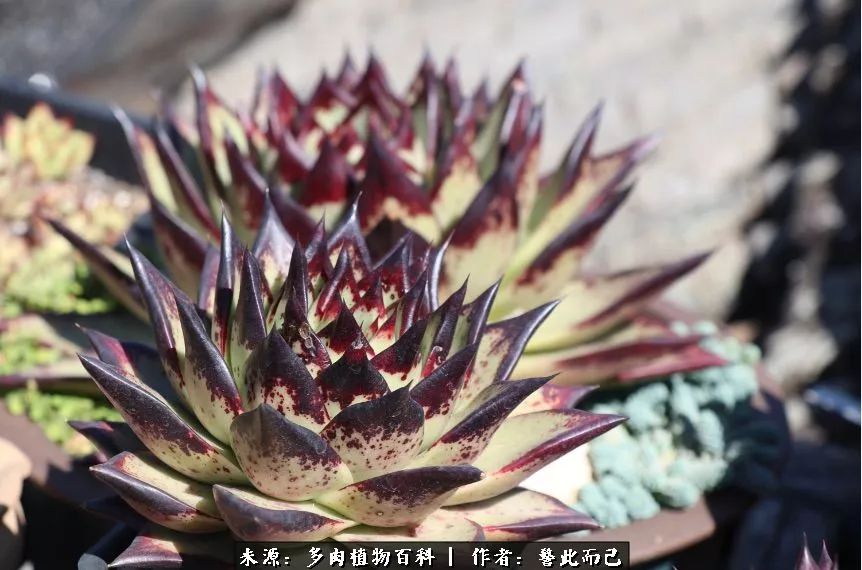 小警察的乌木：红与黑的霸气之美！