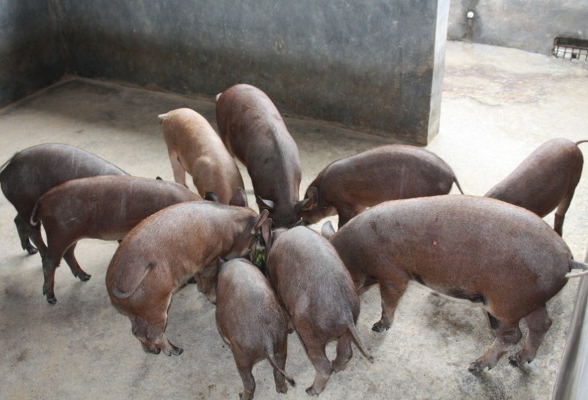 野猪怎么养殖,野猪怎么养殖的
