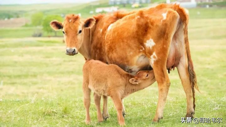 怎么证明牛初乳的真假,牛初乳真的靠谱吗