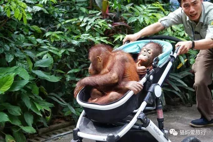 2天游玩广州长隆野生动物园攻略,广州长隆野生动物园步行游玩攻略