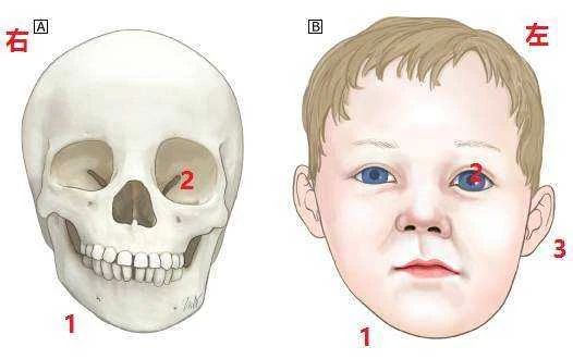下颌角和方脸的关系,下颌角的标准图四方脸