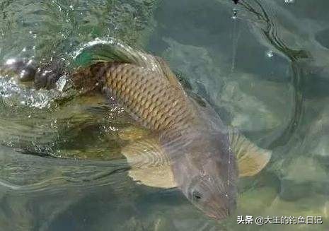 大鱼避免切子线,老是切子线跟鱼竿有关系吗