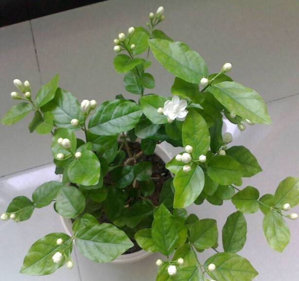 茉莉花最爱喝的水,茉莉花开过花以后需要施什么肥料