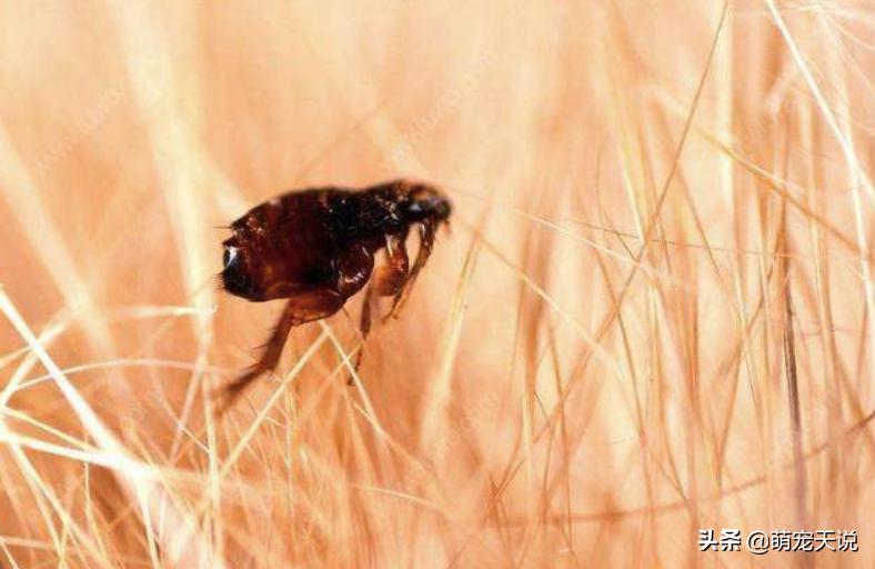 狗狗同床睡的危害,狗狗跟人一起睡对人有什么坏处