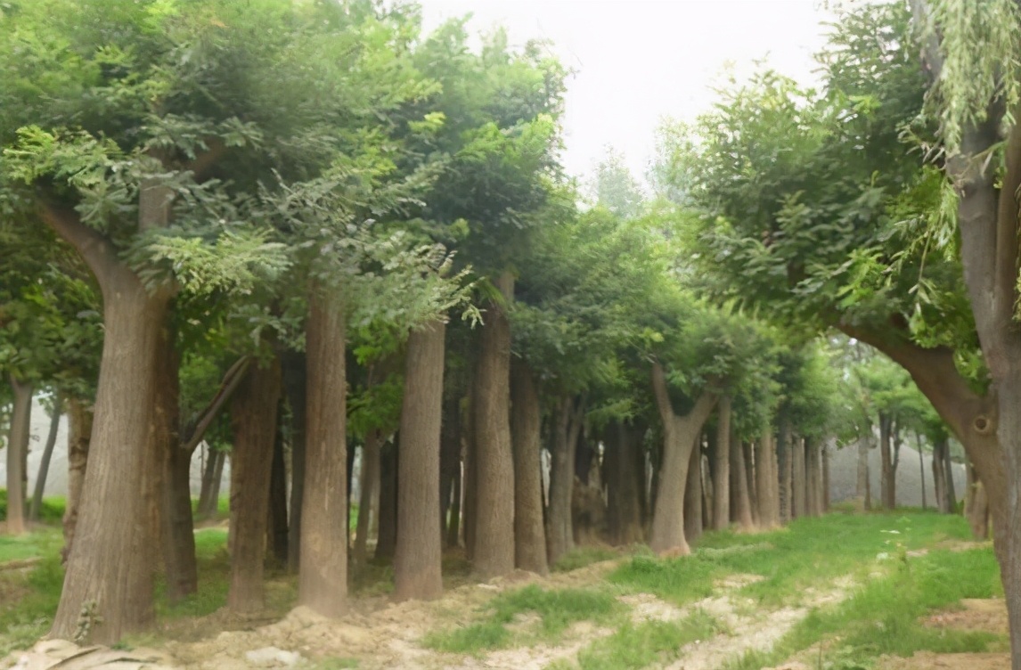 2022年最值钱紧缺的苗木是啥,什么苗木最值钱又好养