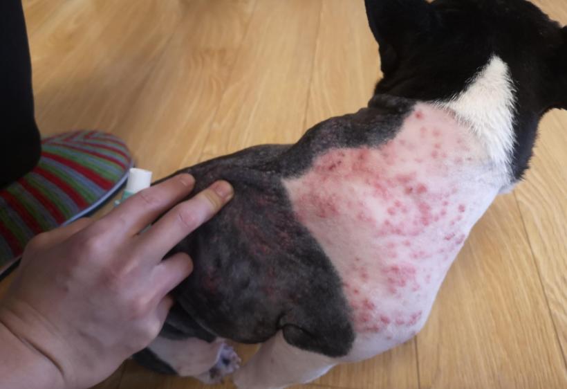 幼猫去跳蚤小偏方,消除屋里跳蚤的小偏方