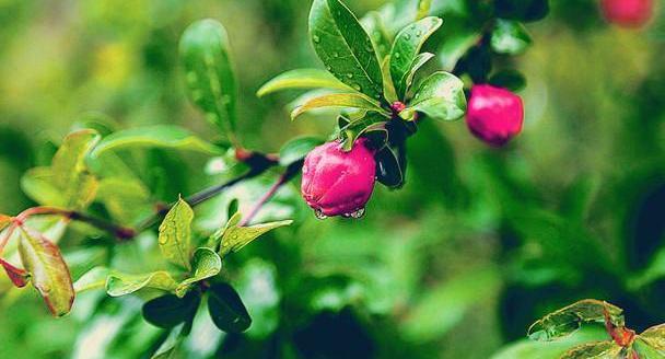 娶越南女人当老婆是什么体验,娶老外当老婆的感觉