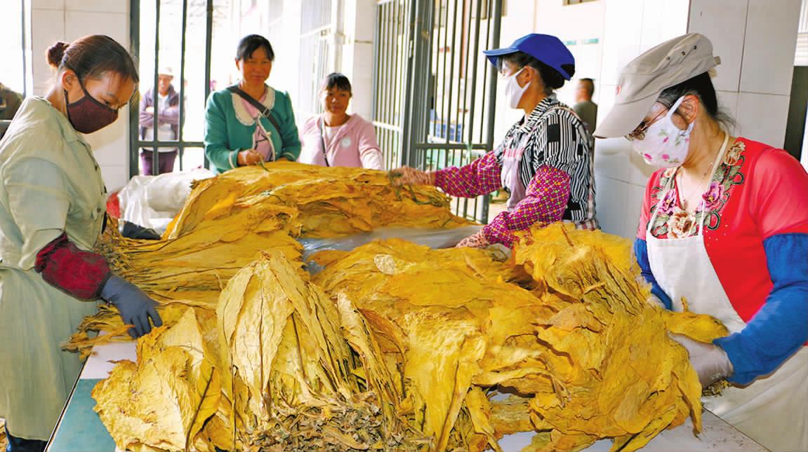 襄城县烟叶王国的故事,襄县烟叶来历