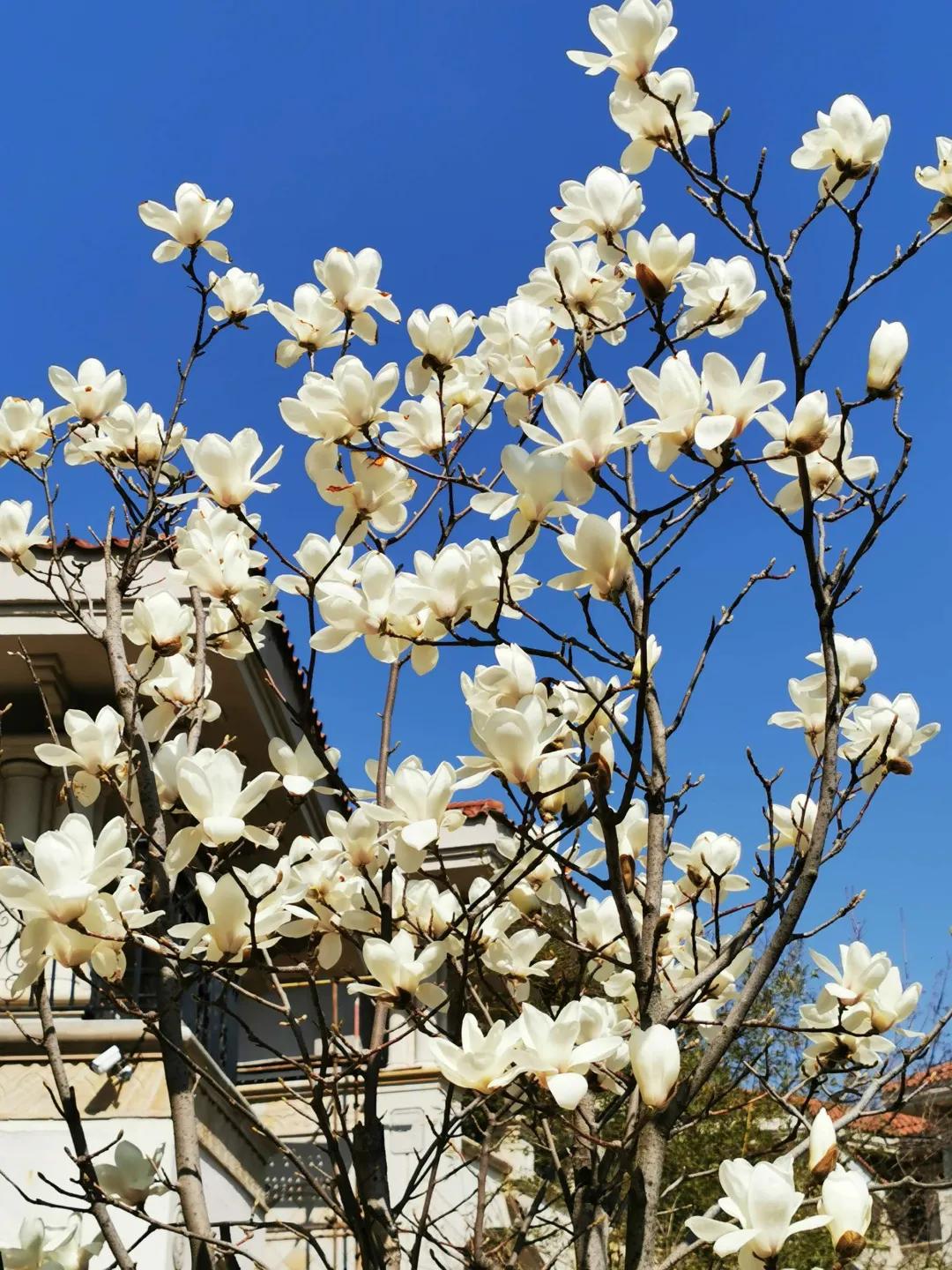 东北花园四季开花植物,北方一年四季都开花的花园