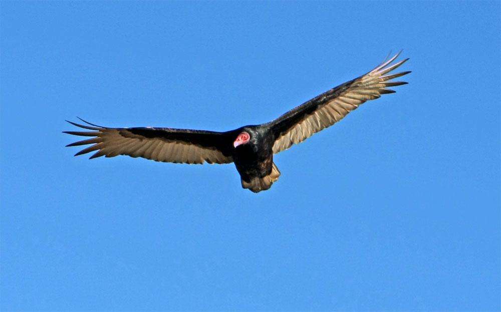 保护的小动物有哪些,保护类小动物