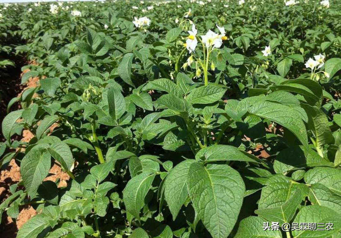 入窖后温度变化及应对,粮食入窖温度高低有什么作用