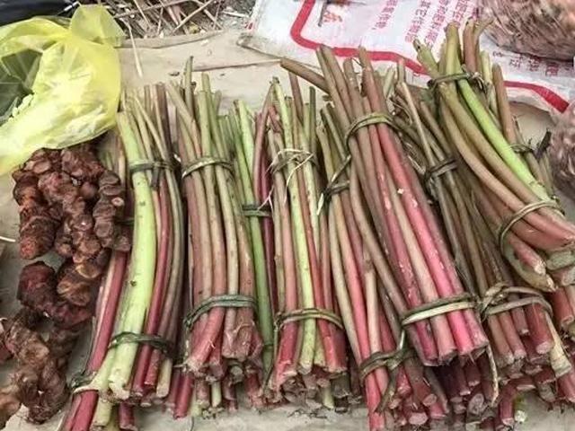 比酸料还酸的山野果,一种能吃的酸的野菜