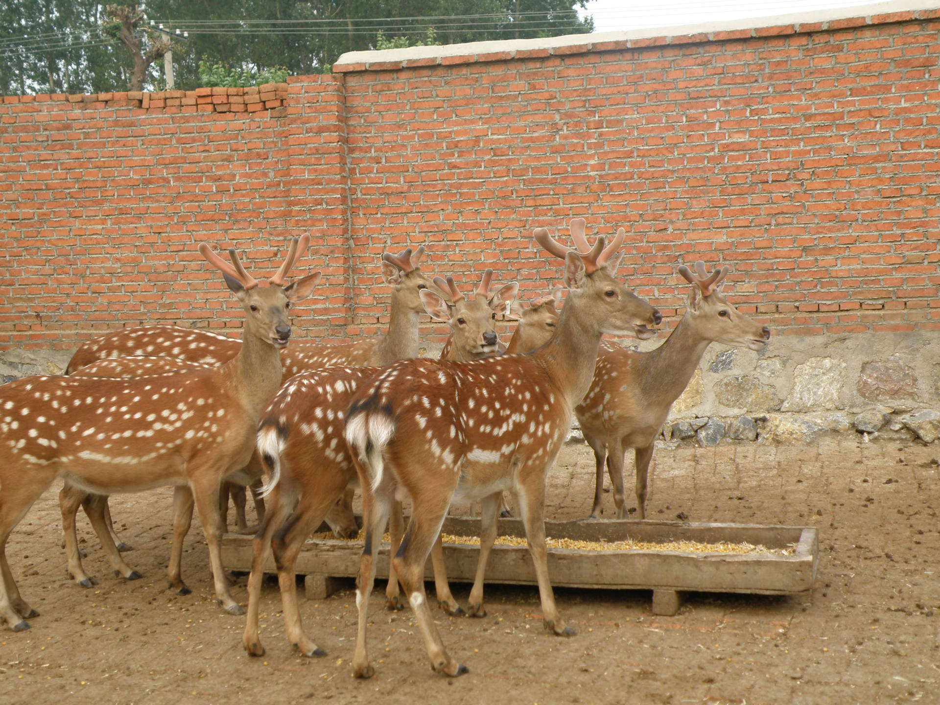 梅花鹿王娇,梅花鹿王娇简历