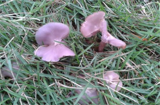 花脸香蘑的做法,野生花脸香蘑吃不完怎么保存