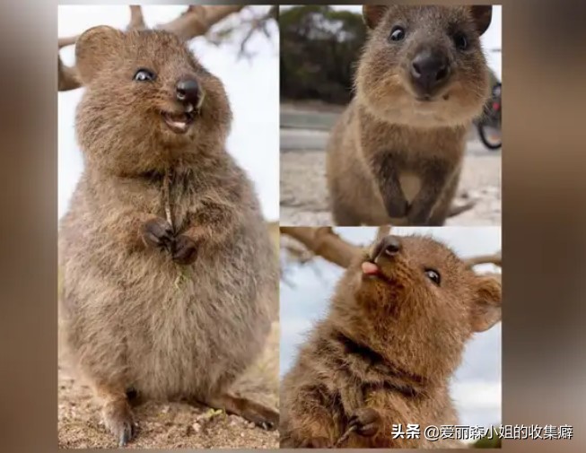 为什么我们会微笑?10个关于微笑袋鼠的萌萌秘密