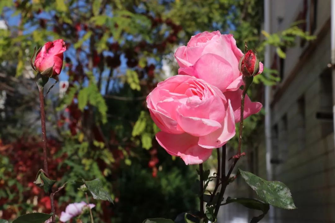 美丽校园我的家完整版,美丽校园我的家