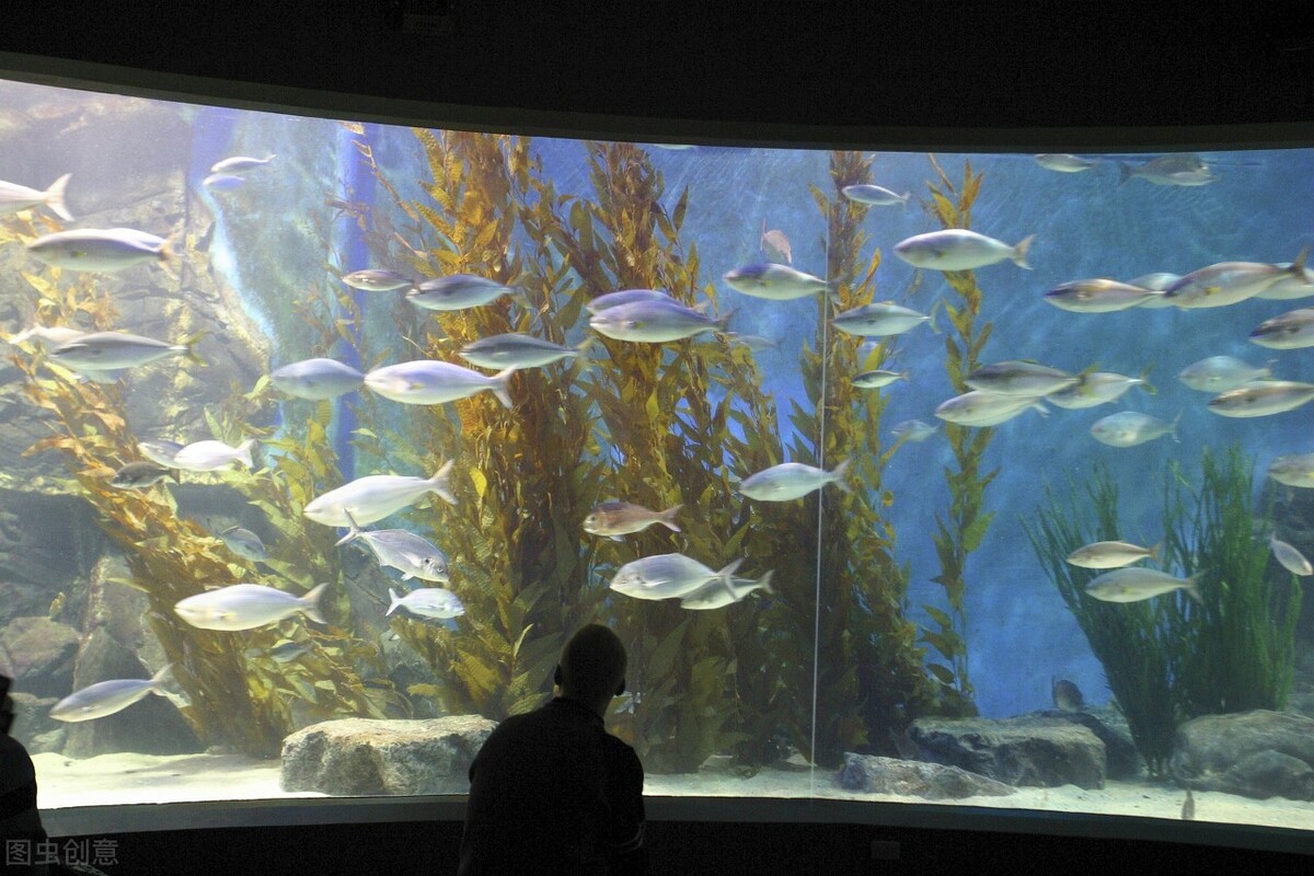 水族箱过滤系统什么方式好,水族箱简单的过滤系统
