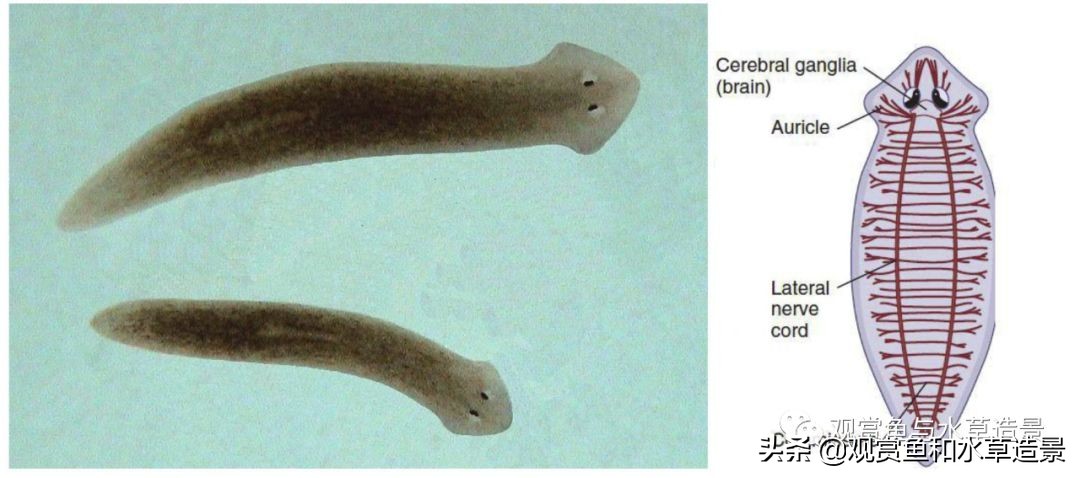 鱼缸里涡虫和蛋白虫的区别,水蚤缸底絮状物需要清除吗
