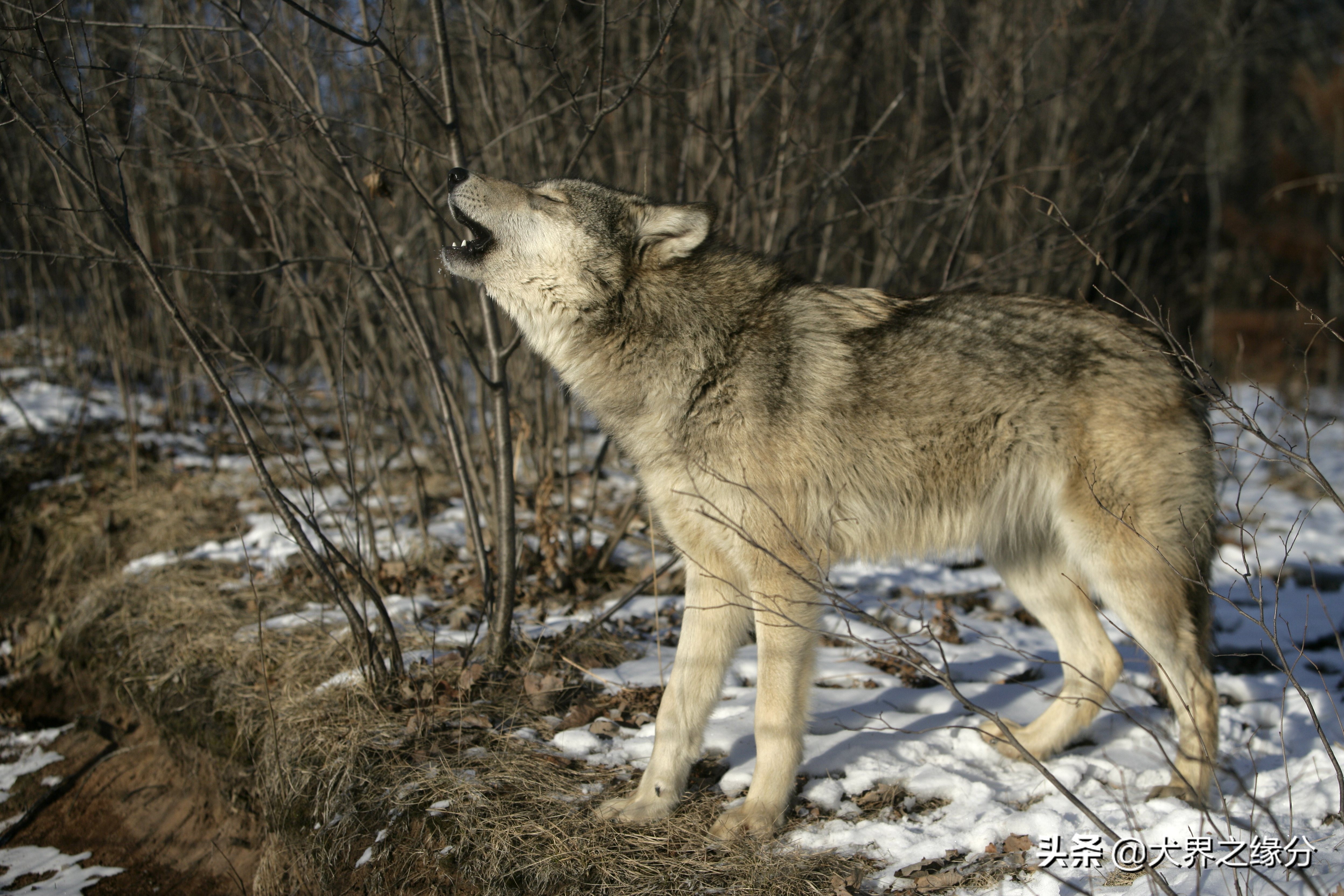狗狗在家乱叫扰民怎么报警,狗狗在家老是大喊大叫怎么办