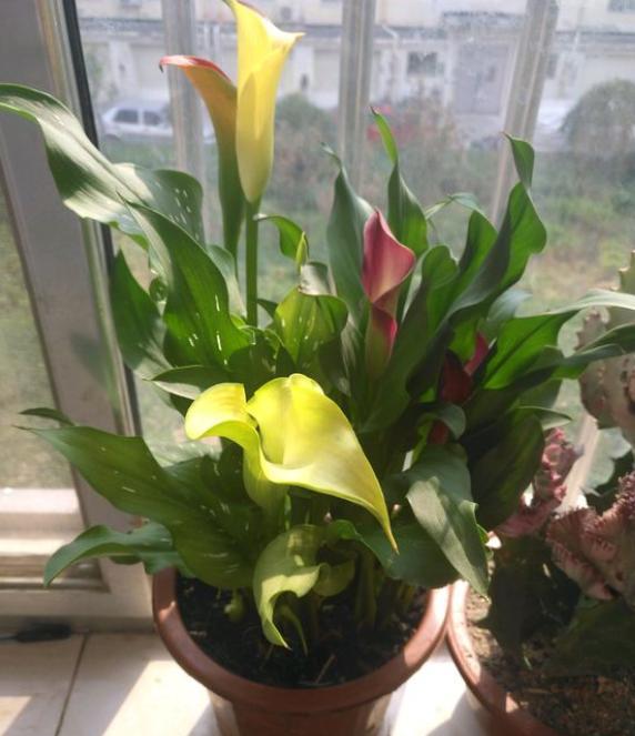 马蹄莲盆栽大量黄叶怎么处理,马蹄莲黄叶放点什么维生素好