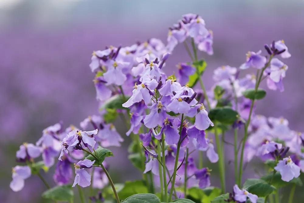 沈阳二月兰花海花期,沈阳二月兰花哪里最多