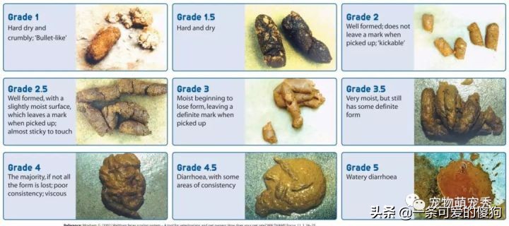 如何从狗狗粪便判断狗狗是否健康,一个多月的狗狗大便颜色判断健康