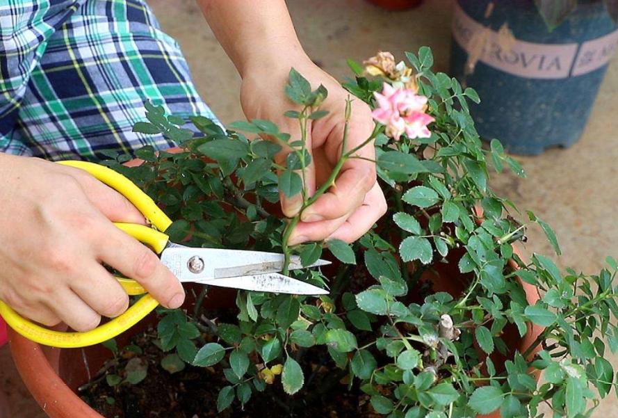 月季霜霉病与灰霉病,月季灰霉病怎么治