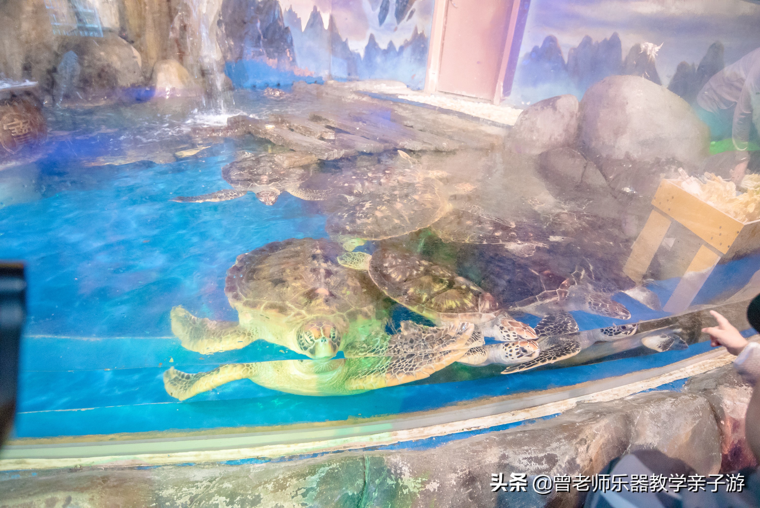 西安太奥海洋馆,西安极地海洋世界海豚表演