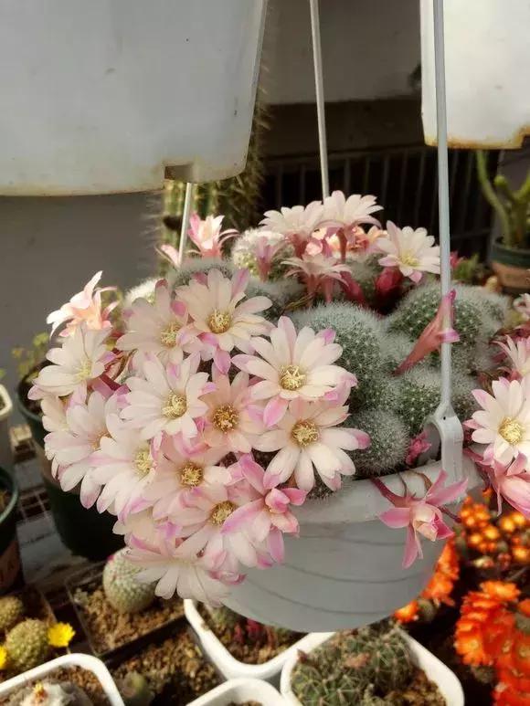 会开花的仙人球有几种,仙人球开花机器有哪些