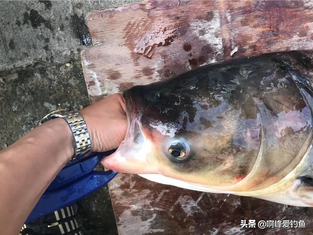 钓鲢鳙时只有小动作该怎么调整,垂钓鲢鳙的技巧视频