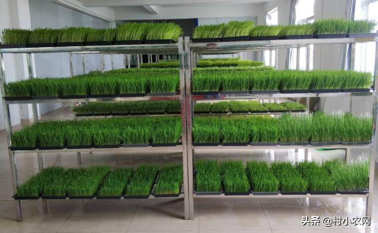 2020年最火农村创业项目有哪些,当下农村最适合创业项目是什么