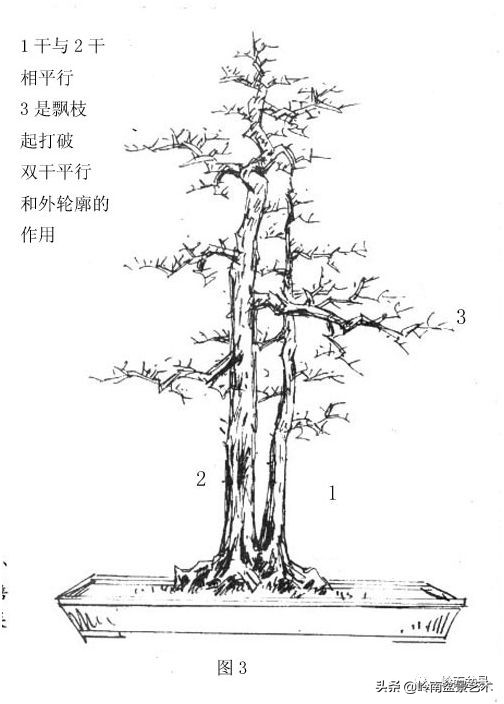 盆景侧枝和飘枝有什么区别,盆景大飘枝讲解