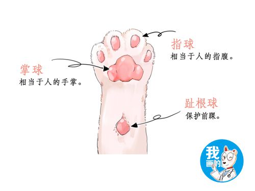 辟谣猫咪,猫咪的肉垫可以证明它是什么