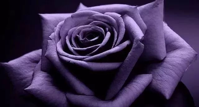 一万年一次的2020520；一起认识100种玫瑰~别送错啊