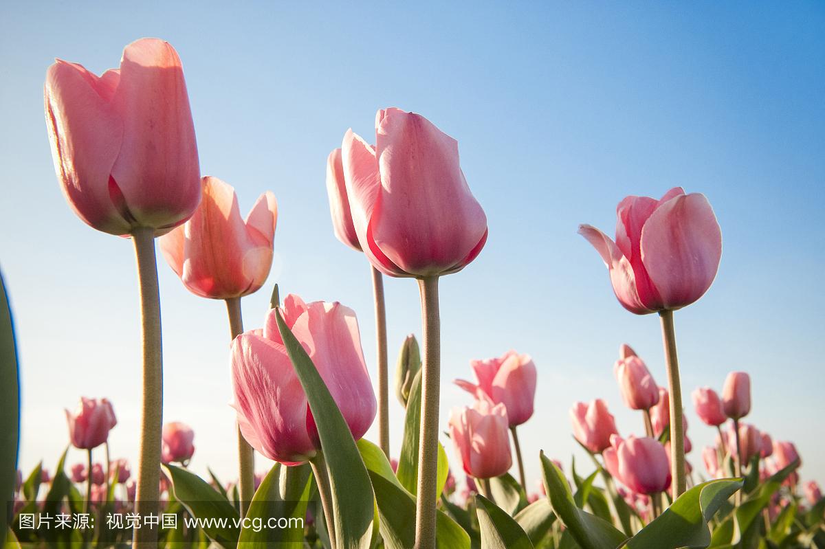 用郁金香表白语录,关于郁金香表白的浪漫句子