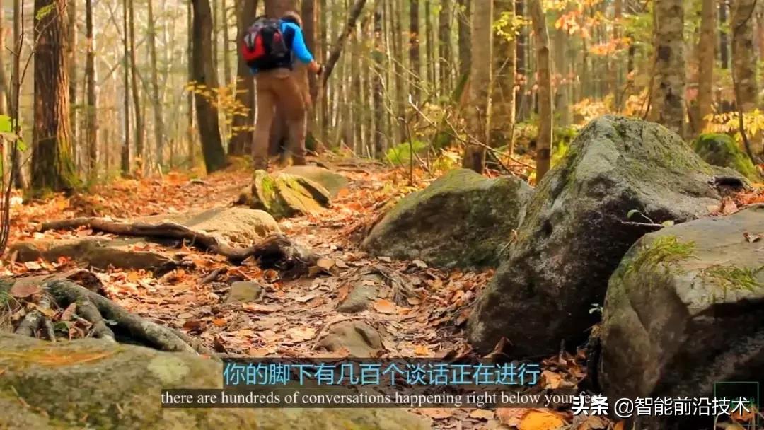 神奇“树联网”,地球本身是一个巨大的超生物体