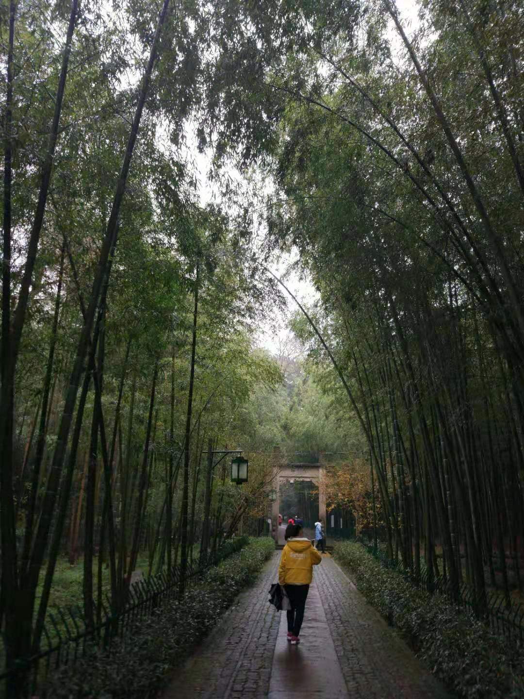 杭州云栖竹径多高,杭州人知道的云栖竹径
