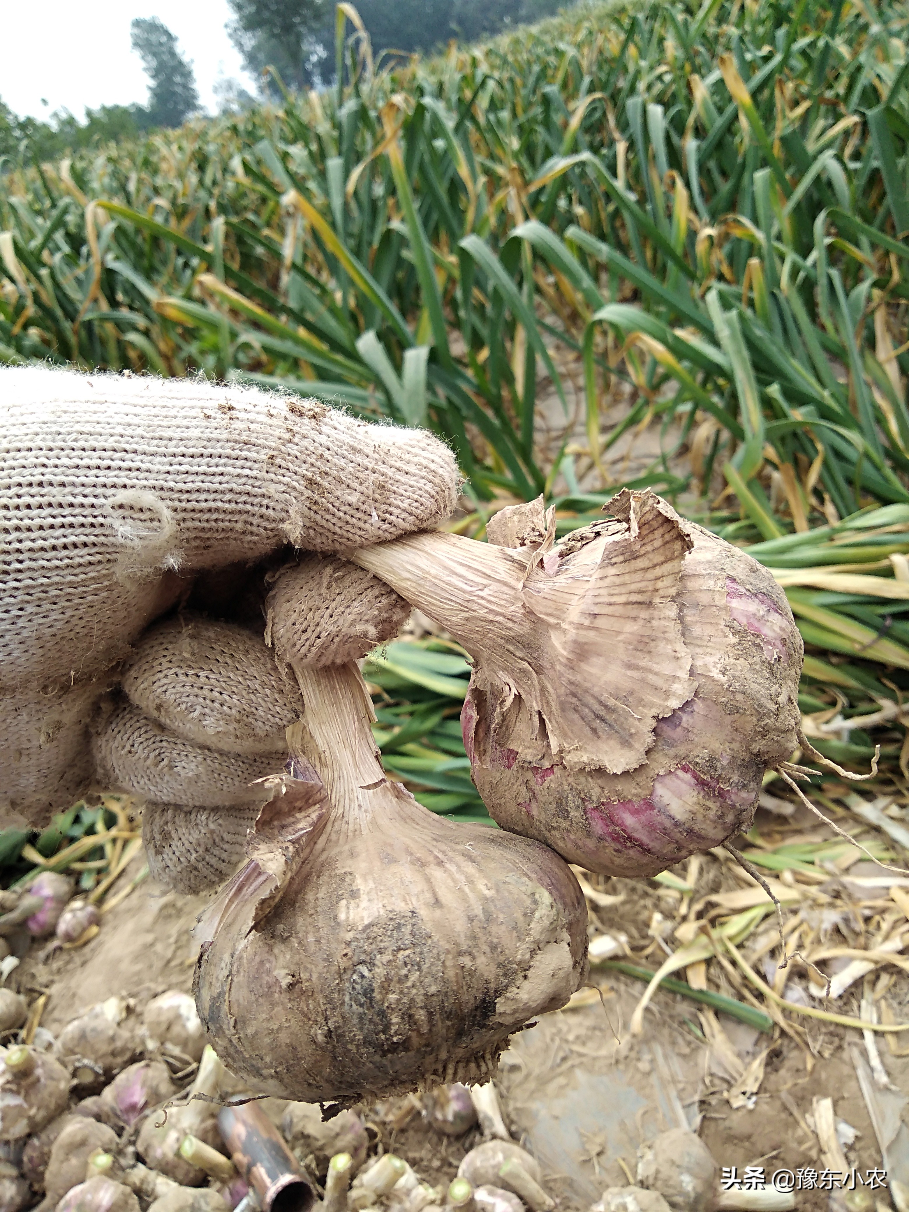 大蒜返青期气温低怎么办,怎样预防大蒜被冻害